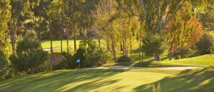One of the greens at Atalaya New course with trees behind and the sun shining on the green.